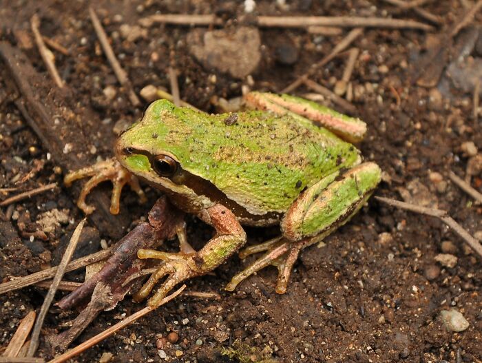 I Found A Frog Not Long Ago, I Didn't Take A Picture Of Him, But He Looked Like This