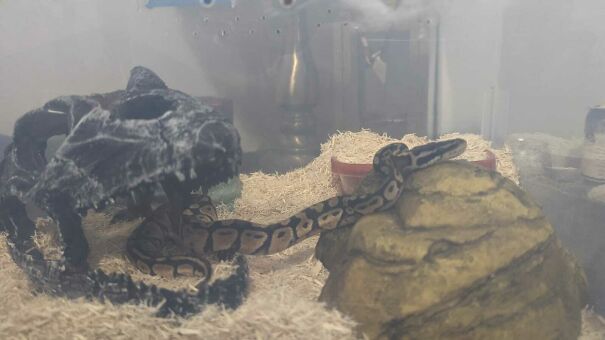 Pastel-Ball-Python-Named-Morticia-632501a180319-jpeg.jpg