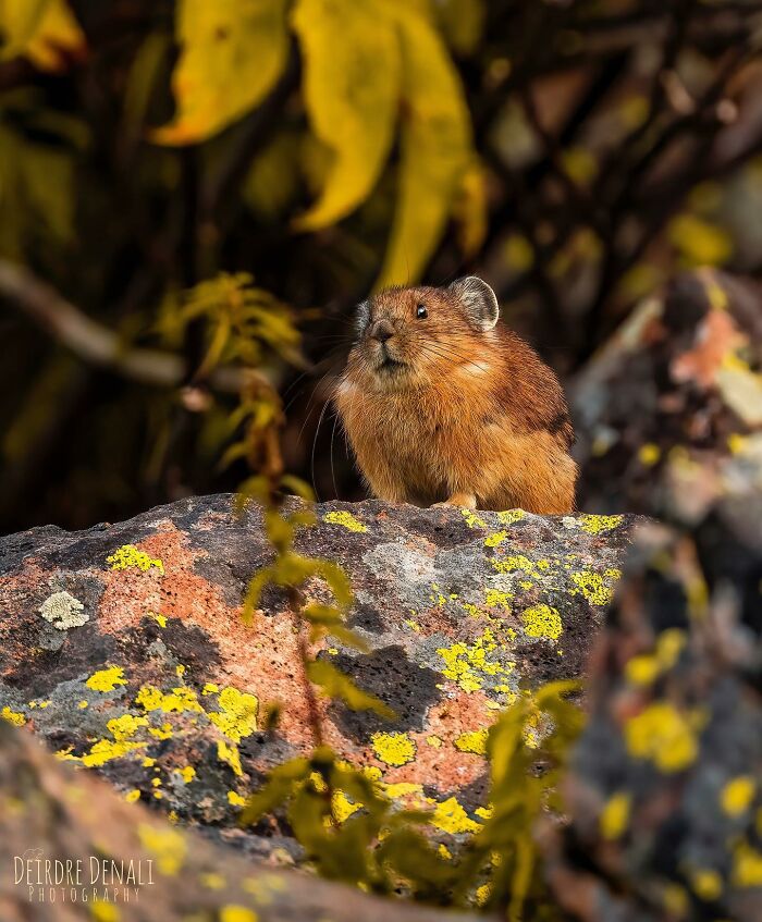 A Pika Eyeing Up Some Prize Yellow Grasses To Celebrate