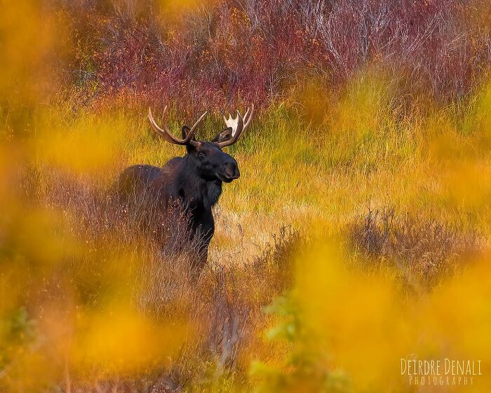 A Very Happy Autumn Moose