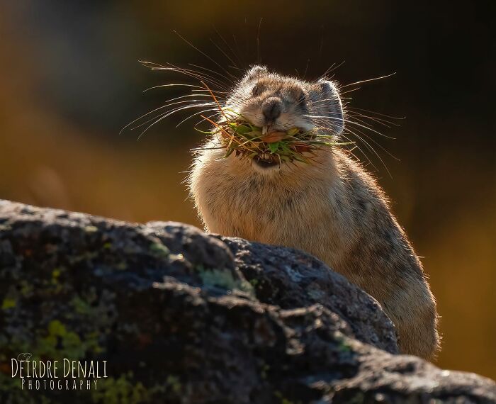 Big Smiles And Autumn Gold