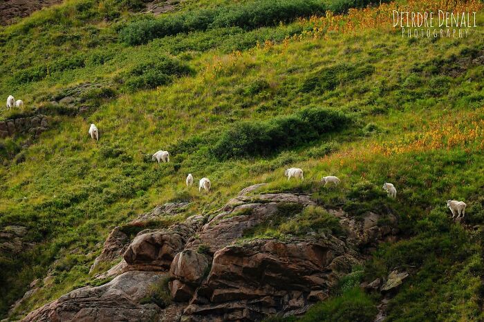 A Garland Of Mountain Goats