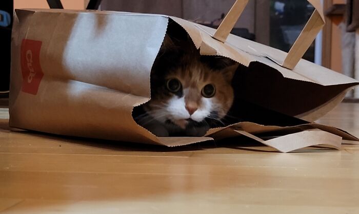Kitteh Cave