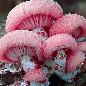 nigamsurbhi23 avatar