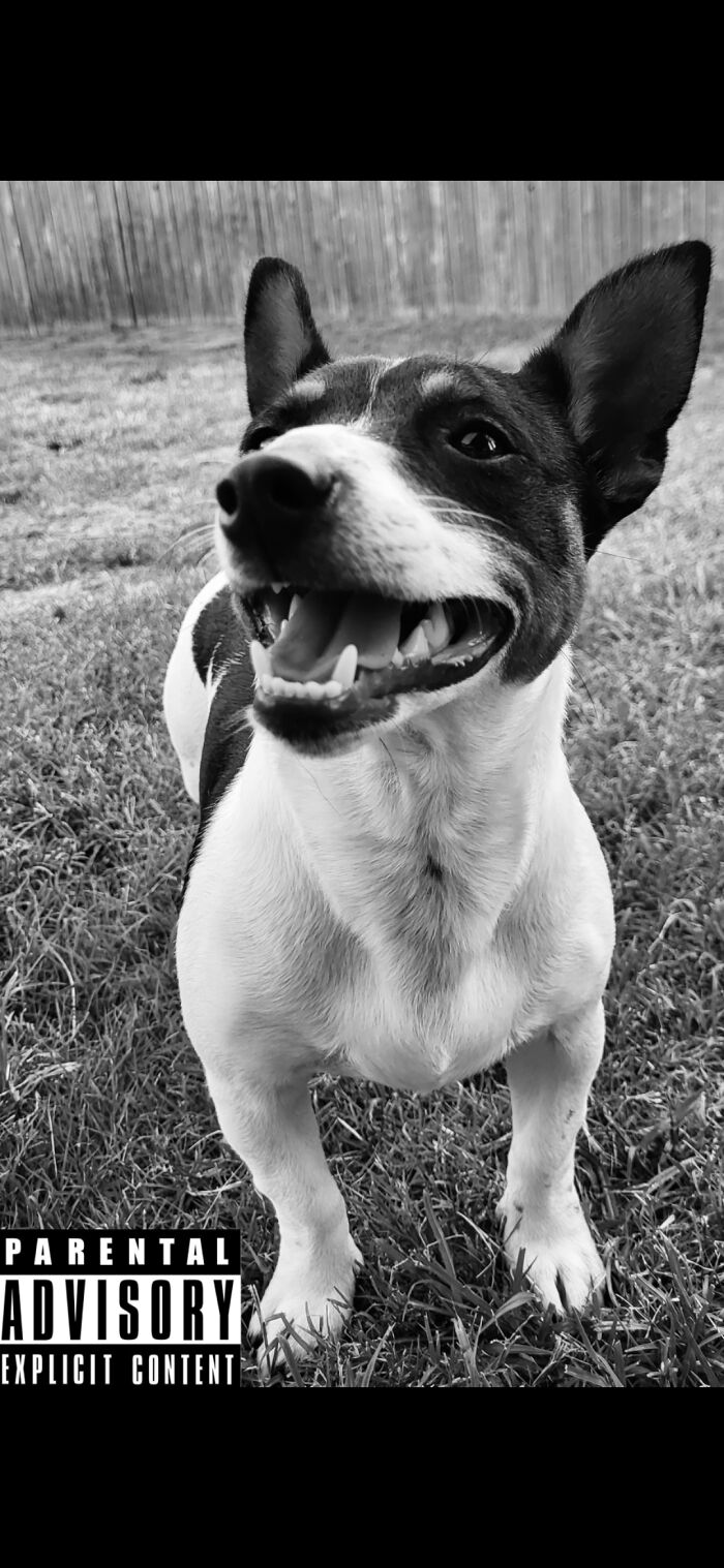 He Is Professional. He Is Teddy. Teddy Is So Spoiled And Cute He Has A While Instagram Account