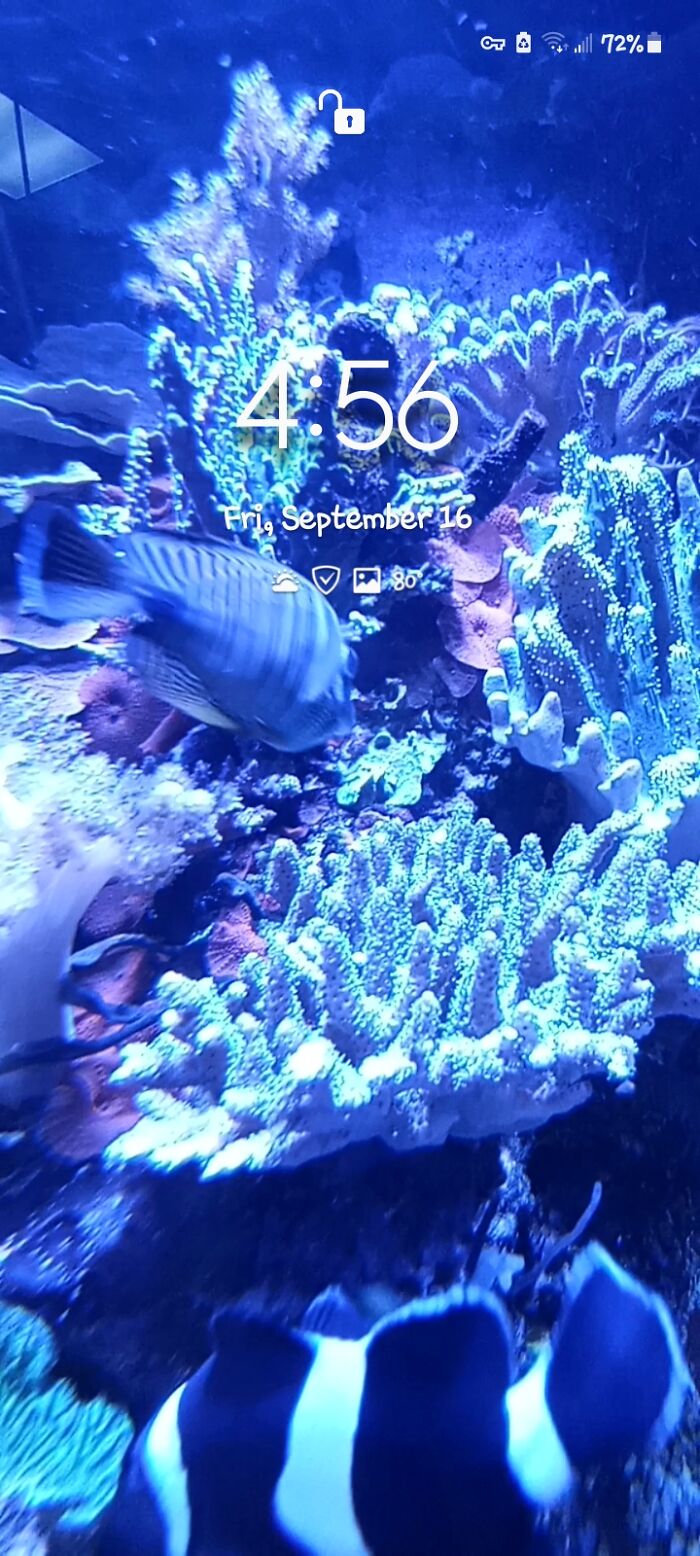 Here's Mine (It's Actually A Video I Took At An Aquarium)
