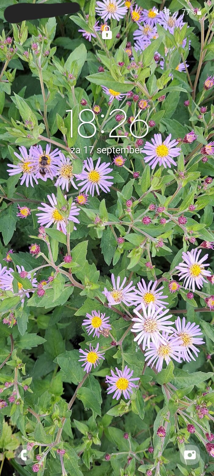 Flowers And A Little Bee!