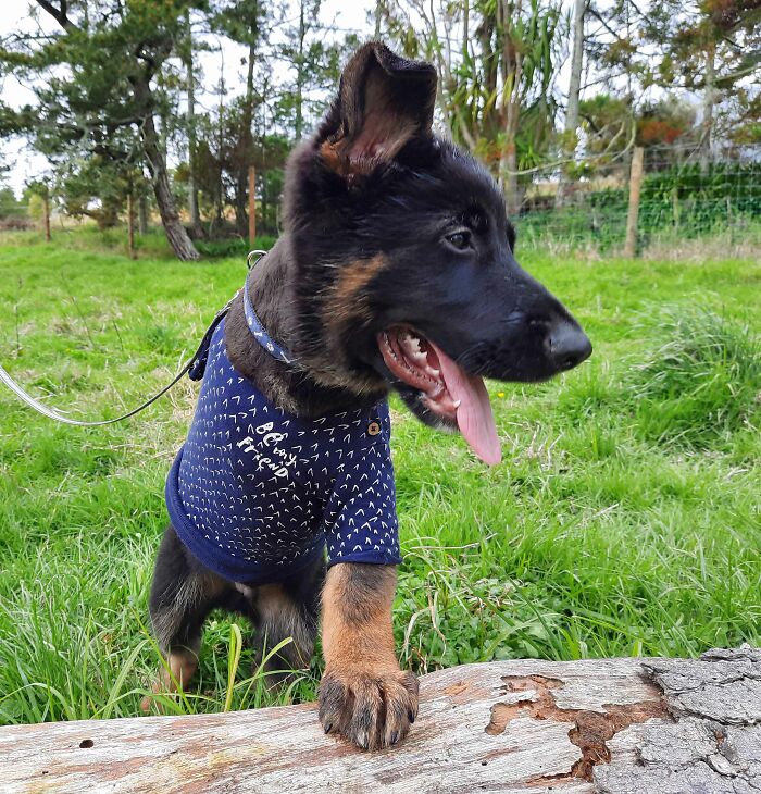 Trodden On At 3 Wks By A Backyard Breeder. Told The Vet To Kill Him As He Had No Value. Vet Got In Touch And Now He Lives With 3 Other Shepherds On A Farm Living A Beautiful Life