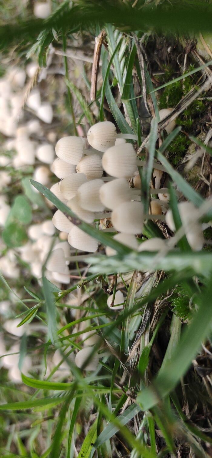 Mushrooms In My Driveway