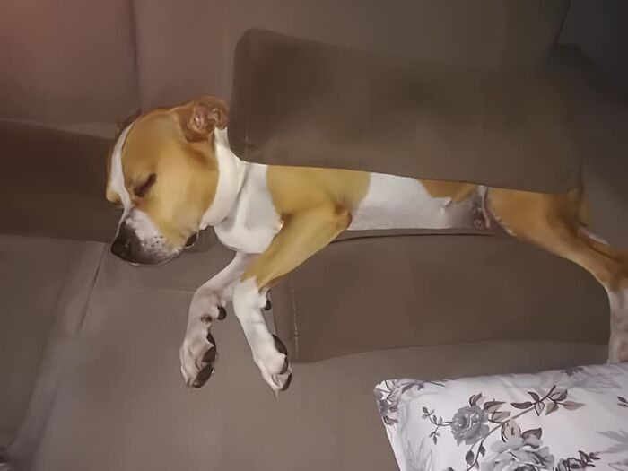 The 5 Most Crucial Life Lessons My Pitbull Dog Dina Taught Me (32 Pics) The 5 Most Crucial Life Lessons My Pitbull Dog Dina Taught Me (32 Pics)