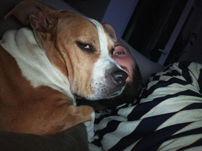 The 5 Most Crucial Life Lessons My Pitbull Dog Dina Taught Me (32 Pics) The 5 Most Crucial Life Lessons My Pitbull Dog Dina Taught Me (32 Pics)