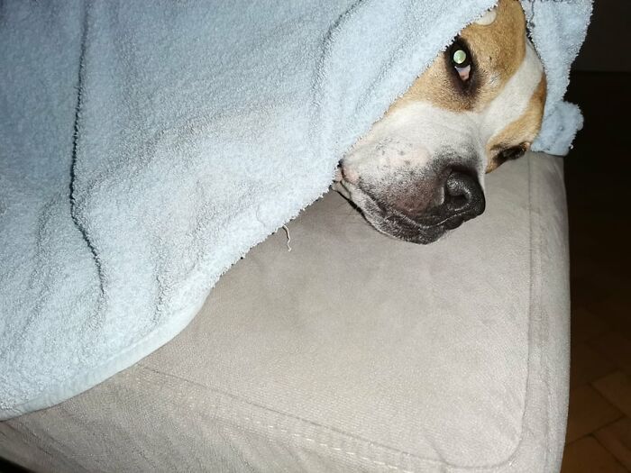 The 5 Most Crucial Life Lessons My Pitbull Dog Dina Taught Me (32 Pics) The 5 Most Crucial Life Lessons My Pitbull Dog Dina Taught Me (32 Pics)