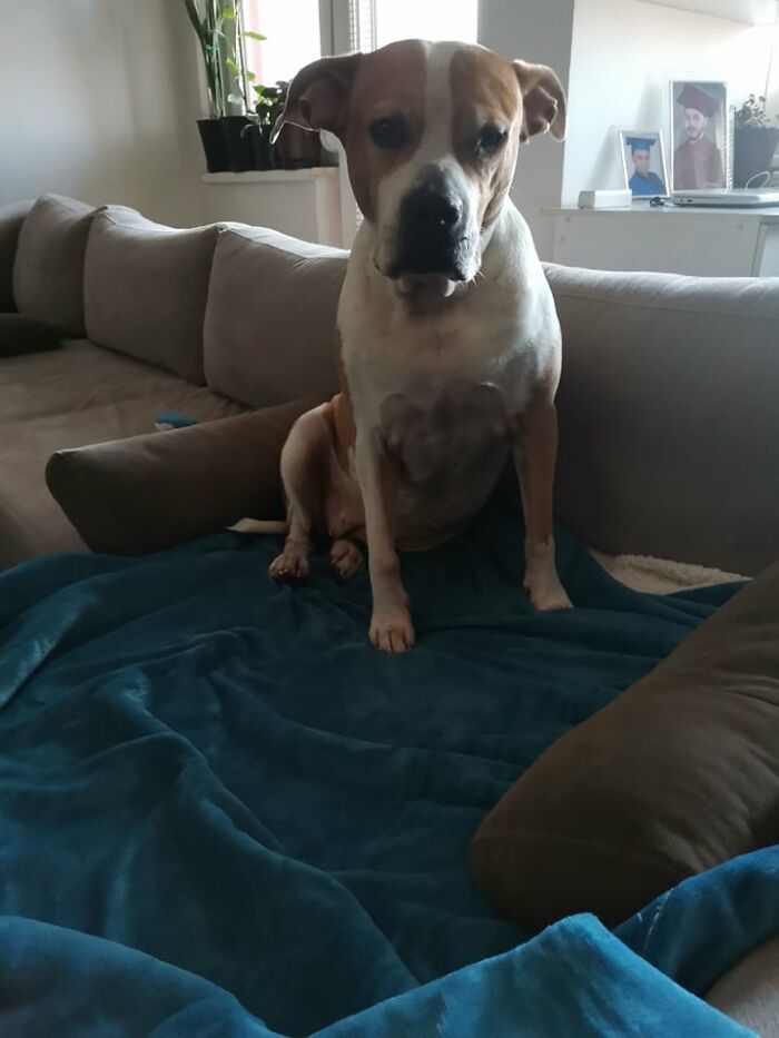 The 5 Most Crucial Life Lessons My Pitbull Dog Dina Taught Me (32 Pics) The 5 Most Crucial Life Lessons My Pitbull Dog Dina Taught Me (32 Pics)