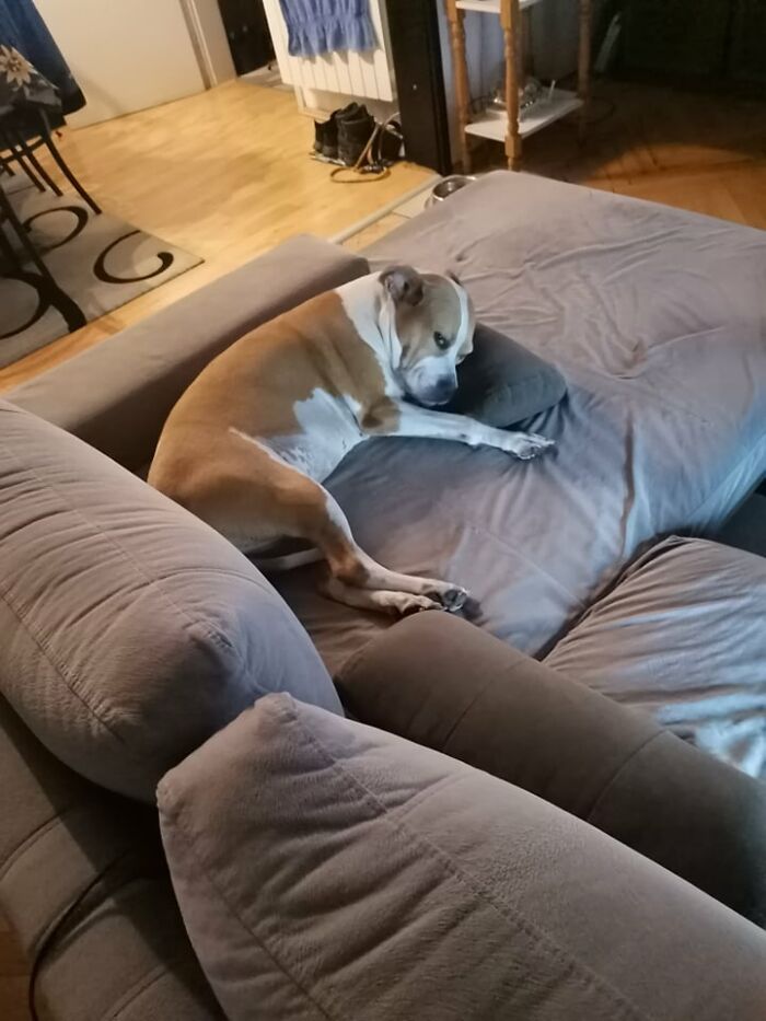 The 5 Most Crucial Life Lessons My Pitbull Dog Dina Taught Me (32 Pics) The 5 Most Crucial Life Lessons My Pitbull Dog Dina Taught Me (32 Pics)