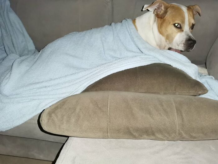 The 5 Most Crucial Life Lessons My Pitbull Dog Dina Taught Me (32 Pics) The 5 Most Crucial Life Lessons My Pitbull Dog Dina Taught Me (32 Pics)