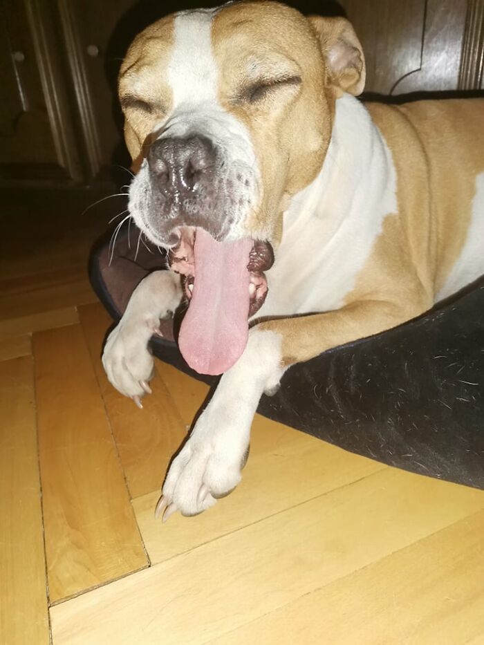 The 5 Most Crucial Life Lessons My Pitbull Dog Dina Taught Me (32 Pics) The 5 Most Crucial Life Lessons My Pitbull Dog Dina Taught Me (32 Pics)