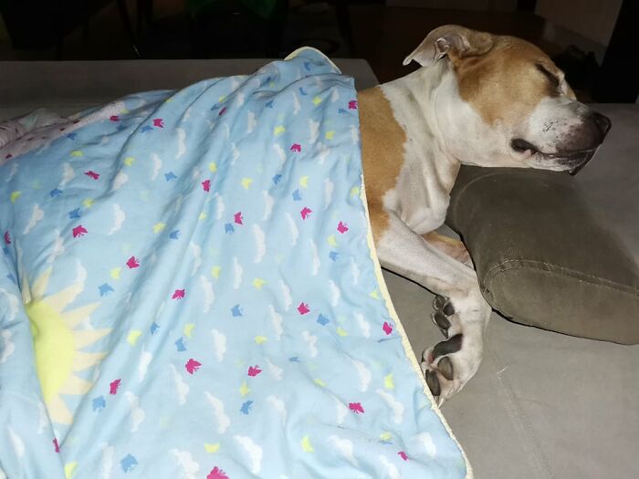 The 5 Most Crucial Life Lessons My Pitbull Dog Dina Taught Me (32 Pics)