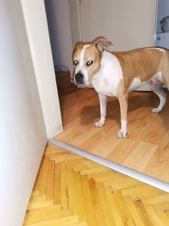 The 5 Most Crucial Life Lessons My Pitbull Dog Dina Taught Me (32 Pics) The 5 Most Crucial Life Lessons My Pitbull Dog Dina Taught Me (32 Pics)