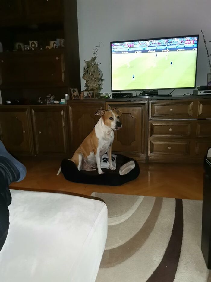 The 5 Most Crucial Life Lessons My Pitbull Dog Dina Taught Me (32 Pics) The 5 Most Crucial Life Lessons My Pitbull Dog Dina Taught Me (32 Pics)