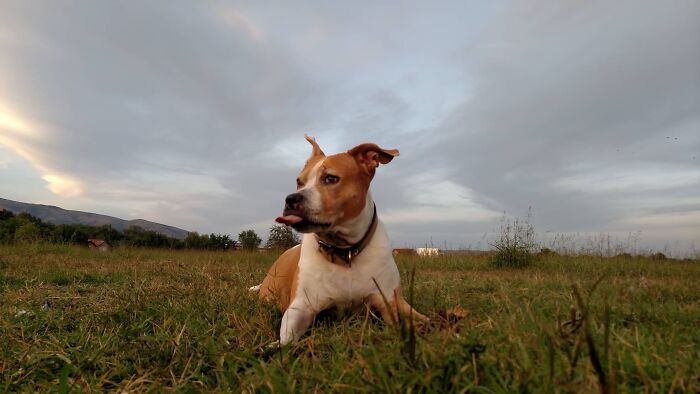 The 5 Most Crucial Life Lessons My Pitbull Dog Dina Taught Me (32 Pics) The 5 Most Crucial Life Lessons My Pitbull Dog Dina Taught Me (32 Pics)