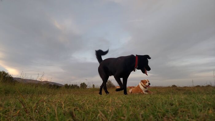 The 5 Most Crucial Life Lessons My Pitbull Dog Dina Taught Me (32 Pics) The 5 Most Crucial Life Lessons My Pitbull Dog Dina Taught Me (32 Pics)