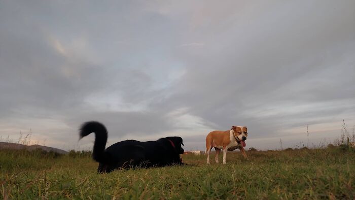 The 5 Most Crucial Life Lessons My Pitbull Dog Dina Taught Me (32 Pics) The 5 Most Crucial Life Lessons My Pitbull Dog Dina Taught Me (32 Pics)