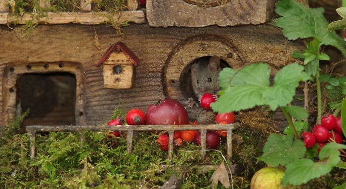 I Built A Scaled-Down Village For Wild Mice In My Garden, And They Love It