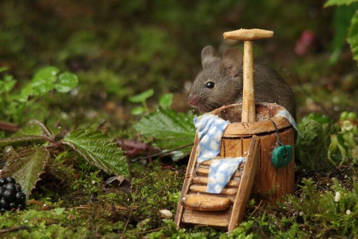 I Built A Scaled-Down Village For Wild Mice In My Garden, And They Love It