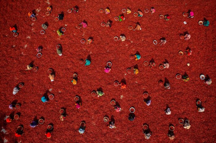 Categoría: Gente, Mención, Mujeres recogiendo chiles rojos Por Azim Khan Ronnie