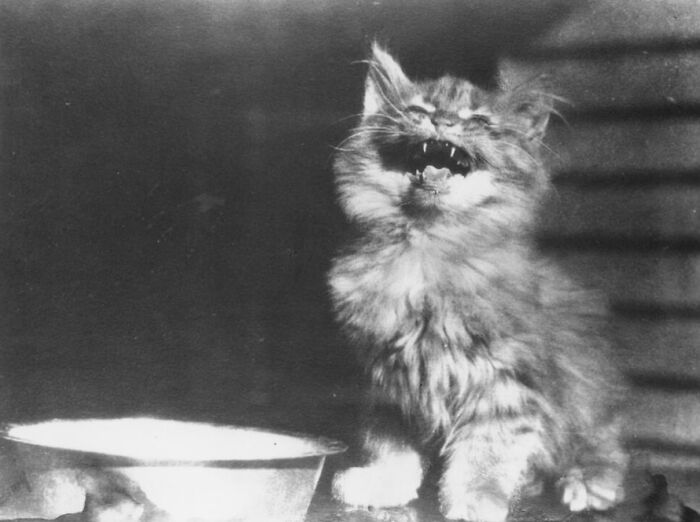 This Twitter Account Brings Together The Best Pictures Of Cats And Their Stories From The Past