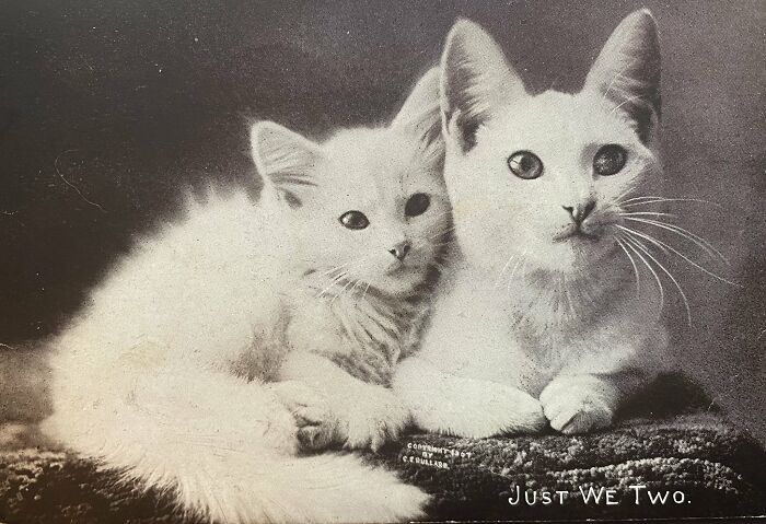 This Twitter Account Brings Together The Best Pictures Of Cats And Their Stories From The Past