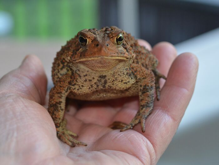 Our Guard Toad