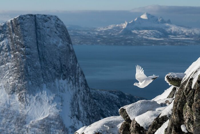 Ganador absoluto y fotógrafo de aves del año 2022: "La perdiz de las rocas" de Erlend Haarberg