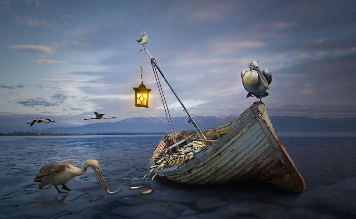Creative Imagery: "Fishy Business" By Janine Lee (Silver)