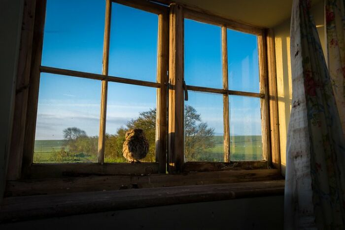 Urban Birds: "Sunrise In The Old Farmhouse" By Richard Peters (Highly Commended)
