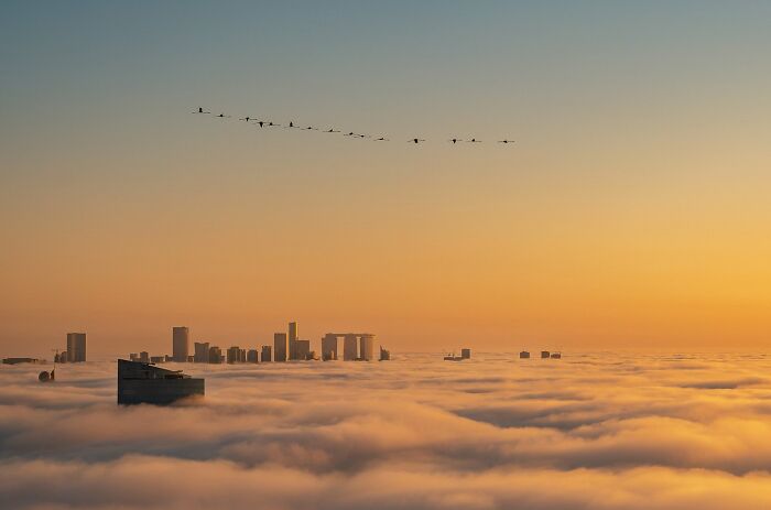 Urban Birds: "Over The City" By Ammar Alsayed Ahmed (Gold)