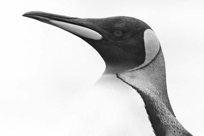 En blanco y negro: "Retrato del Rey Pingüino" de Rafael Armada (Mención especial)