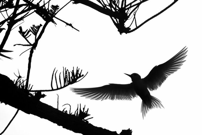 Black And White: "White Tern In Black" By David Stowe (Highly Commended)