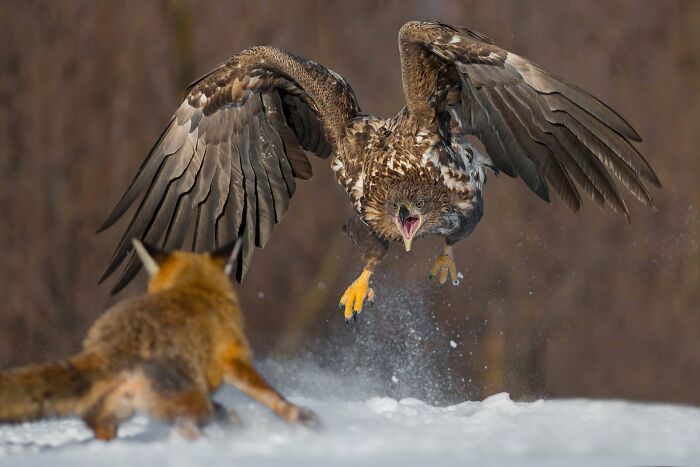 Aves en vuelo: "¡Ataque!" Por Damian Kwasek (Mención especial)