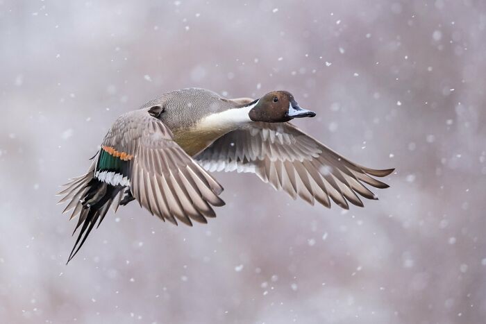 Birds In Flight: "Snowy Flight" By Liron Gertsman (Highly Commended)