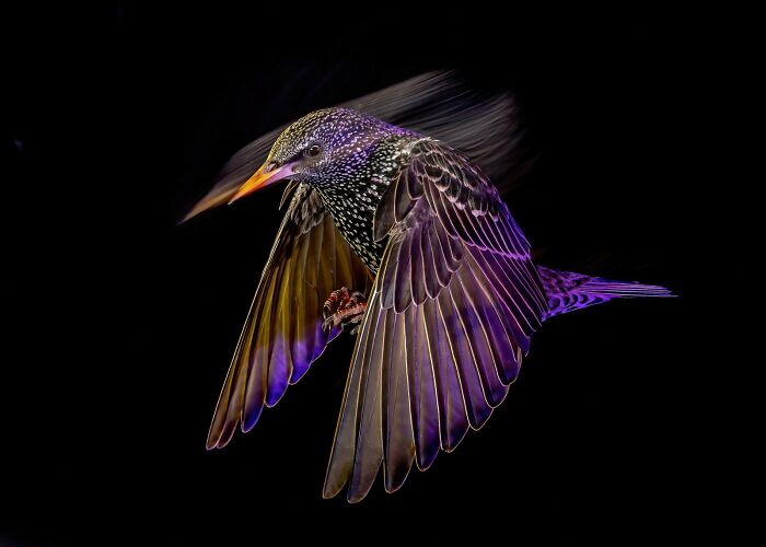 Aves en vuelo: "Estornino de noche" por Mark Williams (Plata)