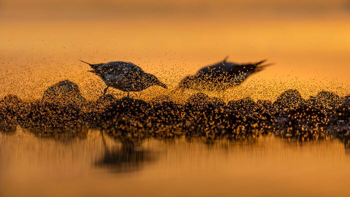 Bird Behaviour: "Brine Fly Buffet" By Mary Anne Karren (Highly Commended)