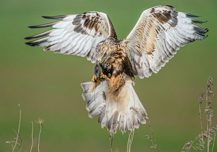 Bird Behaviour: "Ow! That Hurts" By Nicholas Tian (Highly Commended)