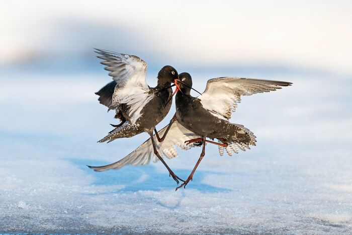 Bird Behaviour: "Fight" By Erlend Haarberg (Highly Commended)