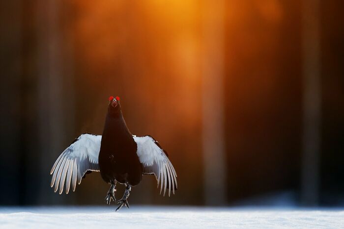 Bird Behaviour: "Jumping To Impress" By Markus Varesvuo (Highly Commended)