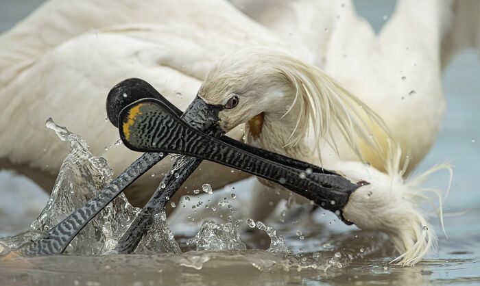 Bird Behaviour: "Full Contact" By Gabor Baross (Highly Commended)