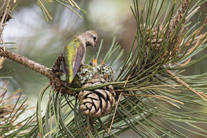 Bird Behaviour: "Hummingbird Hideaway" By Liron Gertsman (Highly Commended)