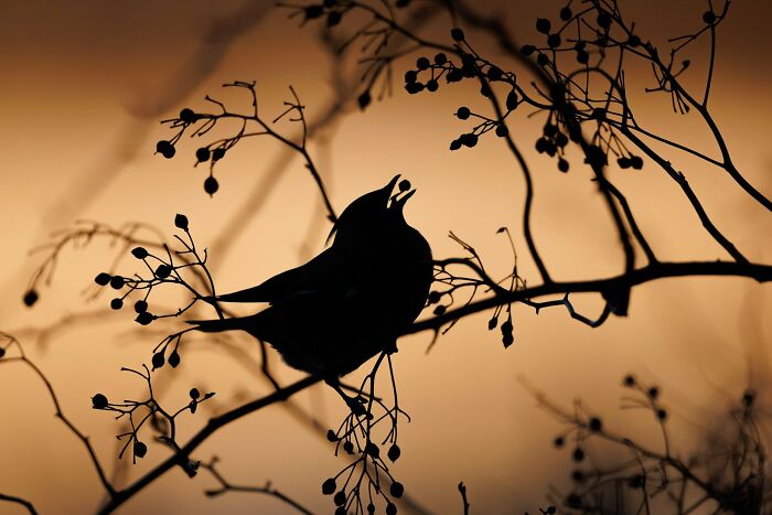 Bird Behaviour: "Waxwing Silhouette" By Simon D'entremont (Bronze)