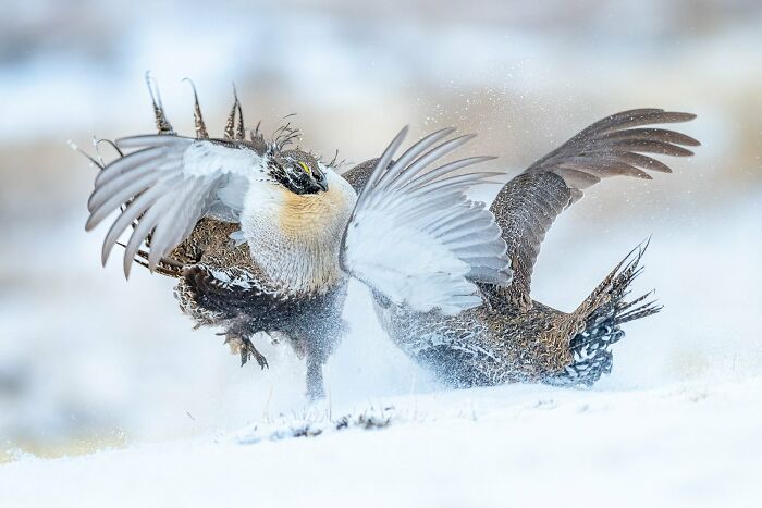 Bird Behaviour: "Duelling On The Lek" By Peter Ismert (Gold)