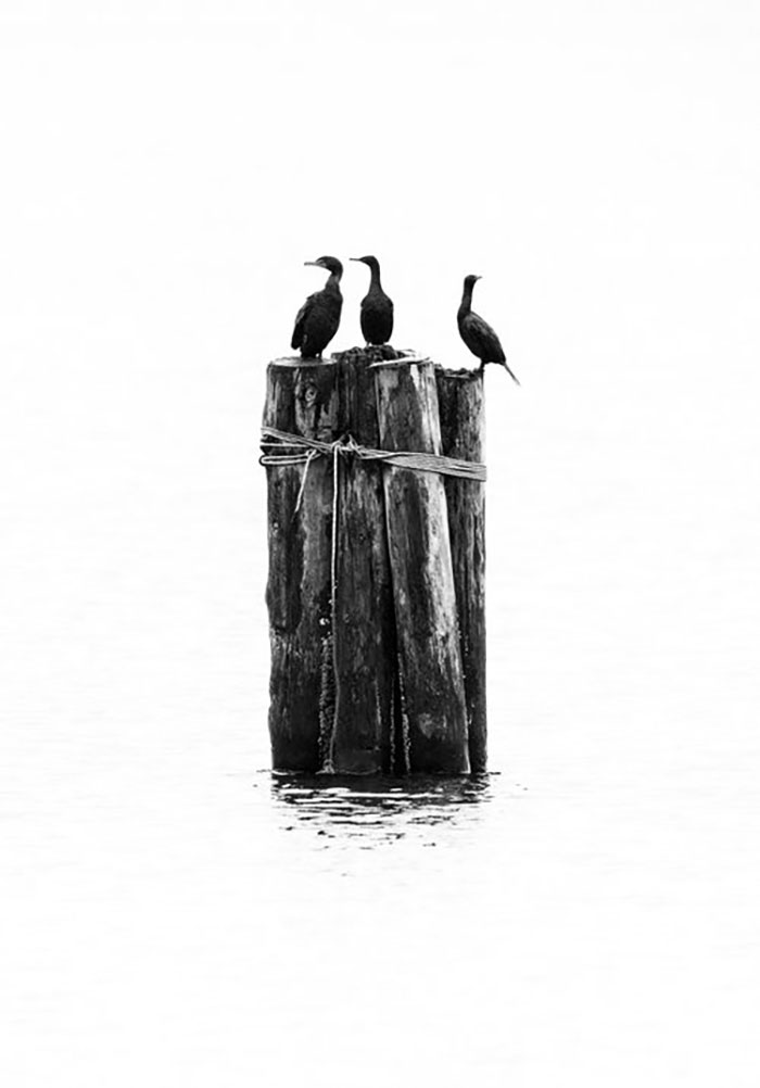 Black And White: "The Perch" By Andrew Skinner (Highly Commended)